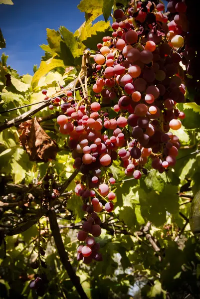 Vigne avec des grappes de raisins une journée d'été ensoleillée — Photo