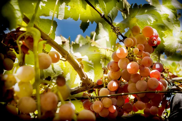 Videira com cachos de uvas um dia ensolarado de verão — Fotografia de Stock