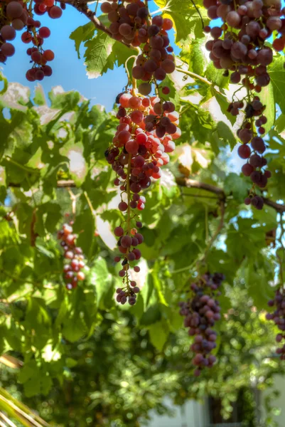 Videira com cachos de uvas um dia ensolarado de verão — Fotografia de Stock