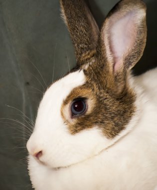 Beyaz tavşan kahverengi yamalar ile detay