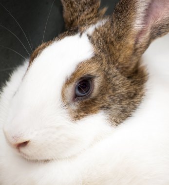 Beyaz tavşan kahverengi yamalar ile detay