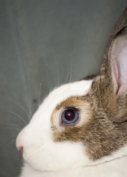 Détail de lapin blanc avec des taches brunes — Photo