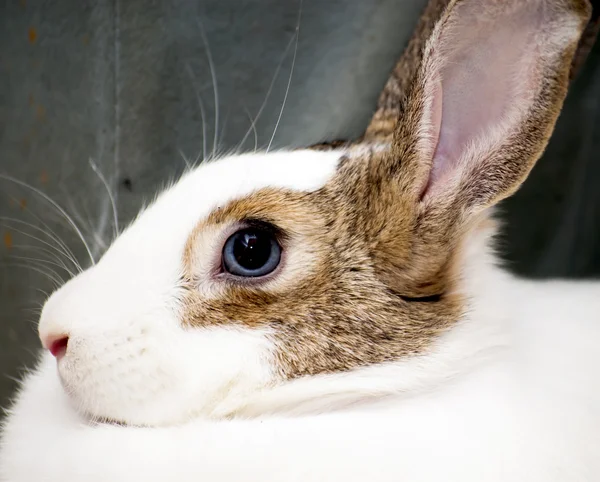 Деталь белого кролика с коричневыми пятнами — стоковое фото