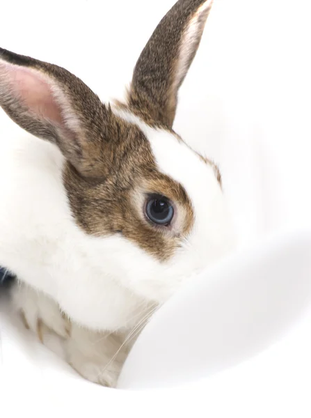 Detalle de conejo blanco con parches marrones — Foto de Stock