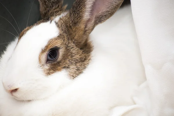 Détail de lapin blanc avec des taches brunes — Photo