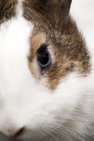 Detail des weißen Kaninchens mit braunen Flecken — Stockfoto