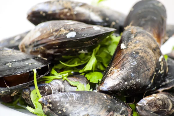 Miesmuscheln mit Petersilie — Stockfoto