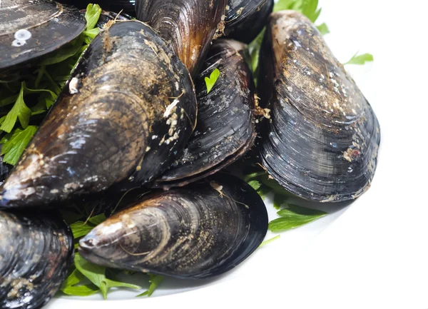 Miesmuscheln mit Petersilie — Stockfoto