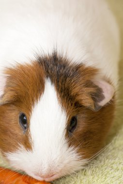 Yeşil bir arka plan üzerinde eskiden şiling şimdi domuz