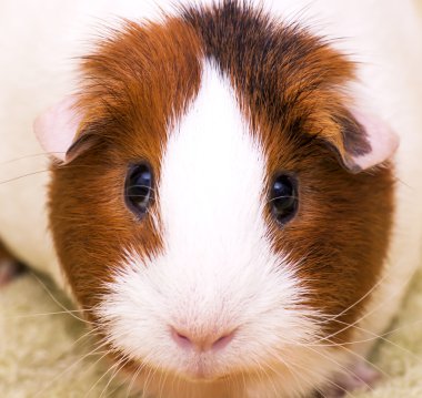 Yeşil bir arka plan üzerinde eskiden şiling şimdi domuz