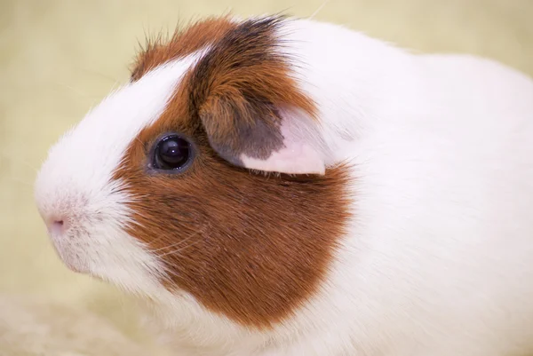 Meerschweinchen auf grünem Hintergrund — Stockfoto