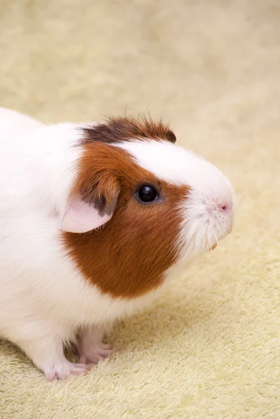 Meerschweinchen auf grünem Hintergrund — Stockfoto