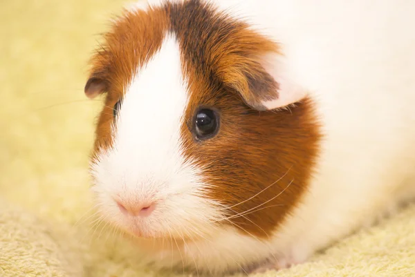 Meerschweinchen auf grünem Hintergrund — Stockfoto