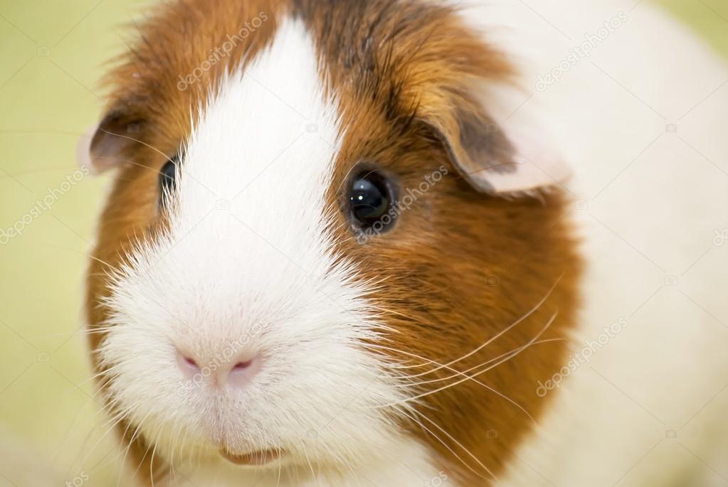 Guinea pig on a green background