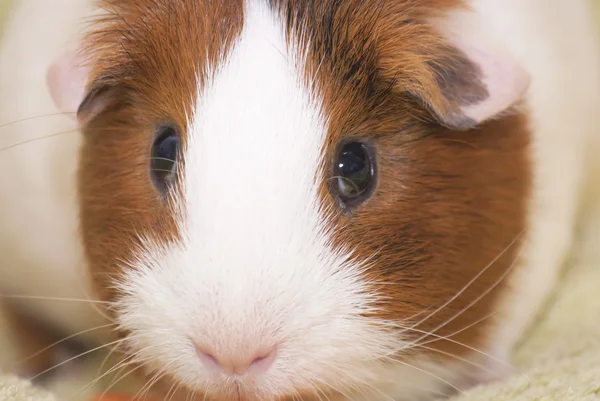 Meerschweinchen auf grünem Hintergrund — Stockfoto