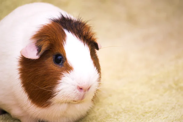 Meerschweinchen auf grünem Hintergrund — Stockfoto