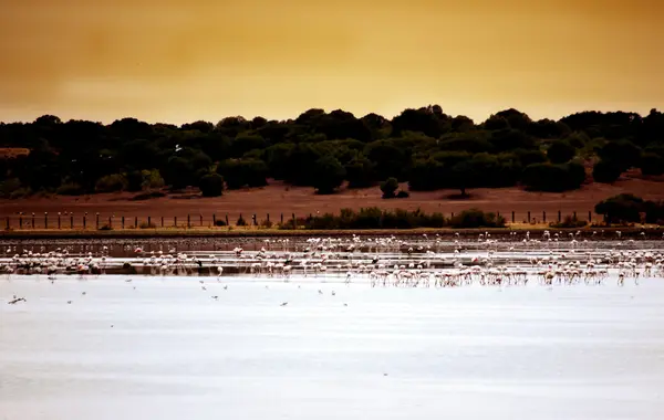 Landscape of a lake full of birds at dawn — Stock Photo, Image