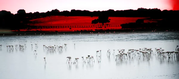 Landschaft eines Sees voller Vögel im Morgengrauen — Stockfoto