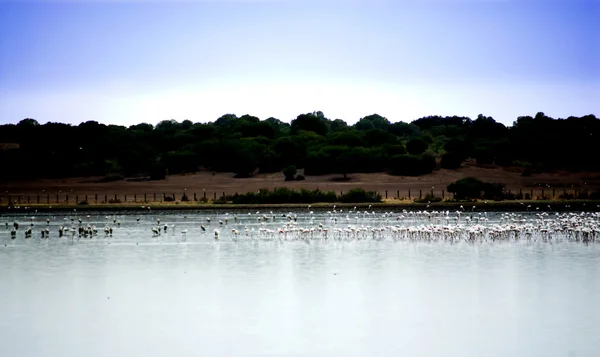 Landscape of a lake full of birds at dawn — Stock Photo, Image