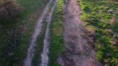 Bir alanın ağaçları ve bir yol ile havadan görünümü