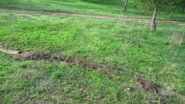 Vista aérea de un campo con árboles y una carretera — Vídeos de Stock