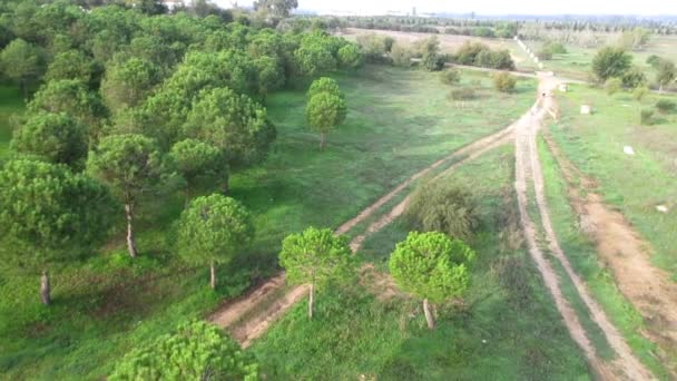 Vista aérea de um campo com árvores e uma estrada — Vídeo de Stock
