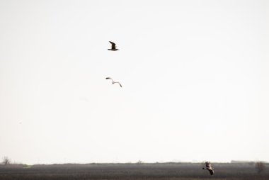 Kuşlar ve evleri ve t ile şafak ıssız bir moor peyzaj