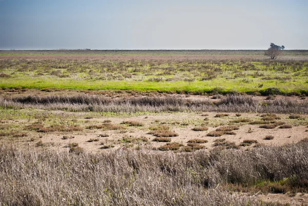 Landskapet i en ödslig moor i gryningen med hus och träd på th — Stockfoto