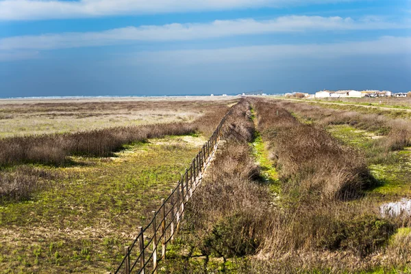 Issız bir moor ve th ağaçta ile şafak peyzaj — Stok fotoğraf