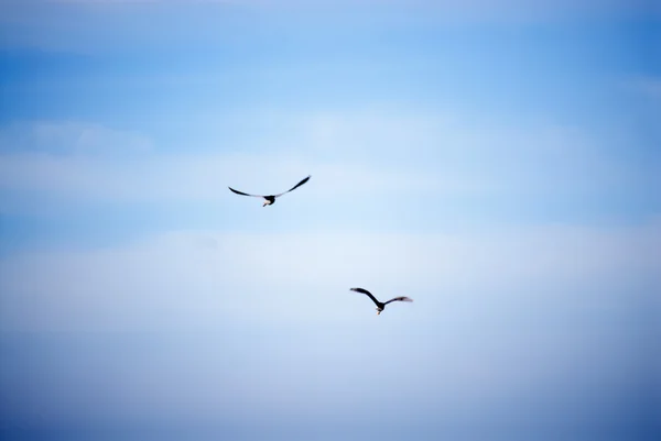 Bandada de aves en el cielo — Foto de Stock