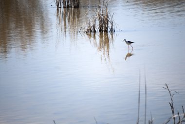 Bir gölün panoramik görüntüsü 