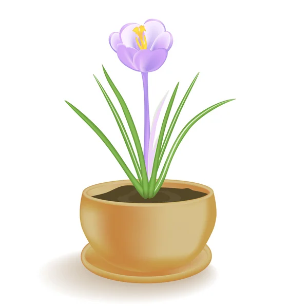 Spring flower in a flowerpot on white background. — Stock Vector