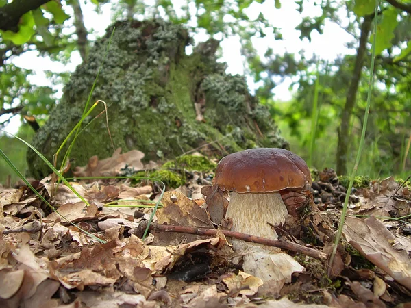 Boletus edulis в лесу . — стоковое фото