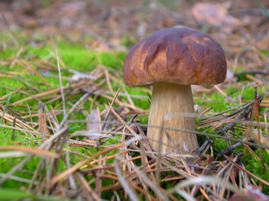 Ormandaki boletus mantarı.