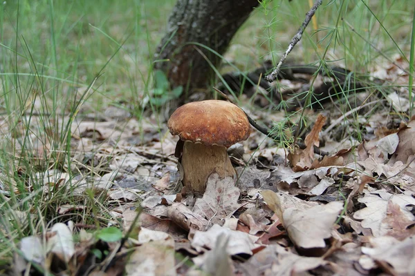 The boletus edulis in the forest. — Stock Photo, Image