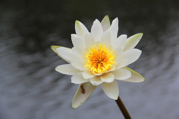Water lily (Waterleliefamilie) — Stockfoto