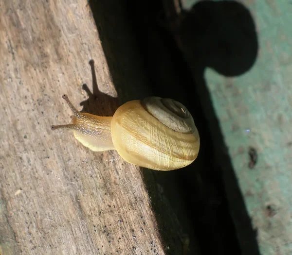 Snail crosses the border. — Stock Photo, Image