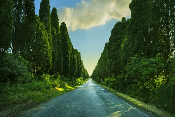 Bolgheri beroemde cipressen boom rechte boulevard op achtergrondverlichting s — Stockfoto