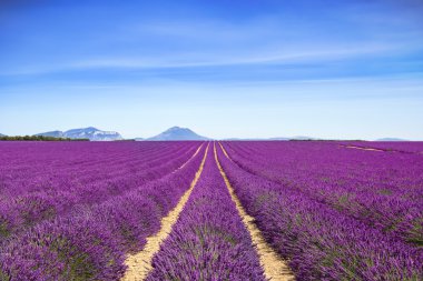 Lavanta çiçeği çiçek alanları sonsuz satırlar. valensole provence