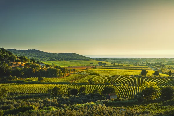 Bolgheri e Castagneto vista aerea vigneto al tramonto. Maremma — Foto Stock