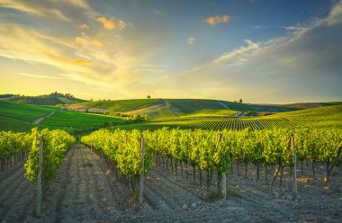 Vineyard at sunset. Castellina in Chianti, Tuscany, Italy, Europe. clipart