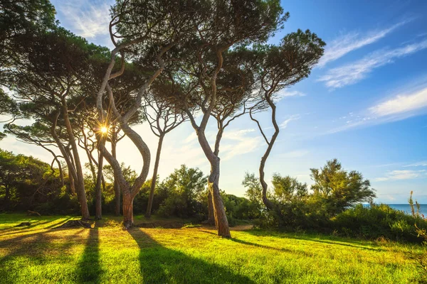 Dennenbomen Bij Zonsondergang Maremma Strand Van Baratti Piombino Toscane Italië — Stockfoto