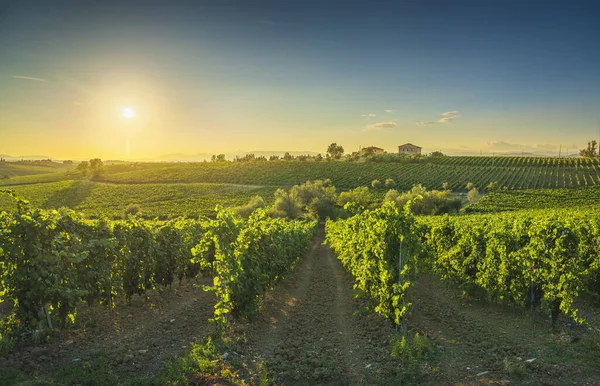 Gün Batımında Chianti Üzüm Bağları Panorama Cerreto Guidi Toskana Talya — Stok fotoğraf