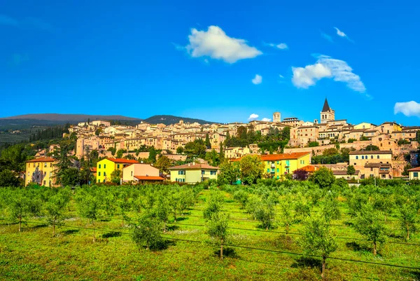 Spello Middeleeuws Dorp Olijfgaard Perugia Umbrië Italië Europa — Stockfoto