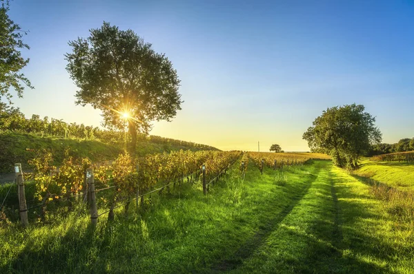 Winnica Bolgheri Drzewa Droga Panorama Maremmy Jesienią Toskania Włochy Europa — Zdjęcie stockowe