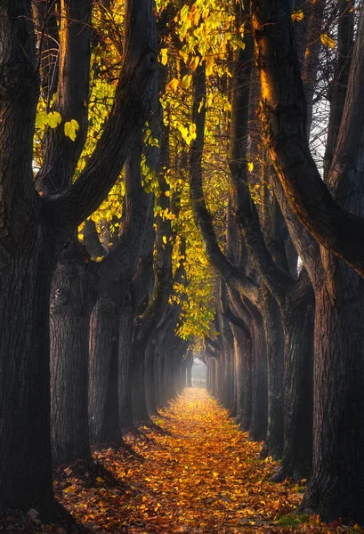 Lucco Podzimní Listí Stromovém Chodníku Zamlženém Ránu Toskánsko Itálie — Stock fotografie