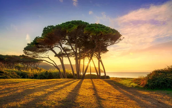 Gün Batımında Sahile Denize Yakın Bir Çam Ağacı Grubu Baratti — Stok fotoğraf