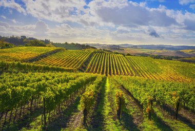 Sonbaharda Chianti, Tuscany, İtalya ve Avrupa 'da Castellina' daki üzüm bağları manzarası.