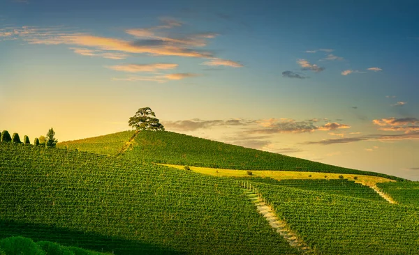 Gün batımında Langhe üzüm bağları ve Lübnan ağacı sedir ağacı, La Morra. Unesco Sitesi, Piedmont, Kuzey İtalya, Avrupa.