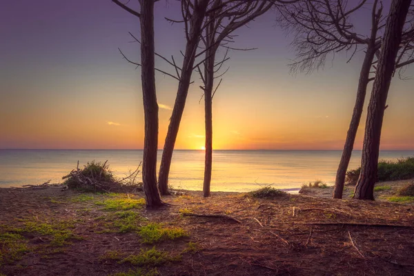 소나무 해변과 마리나 세이나 마렘마 토스카나 이탈리아 — 스톡 사진